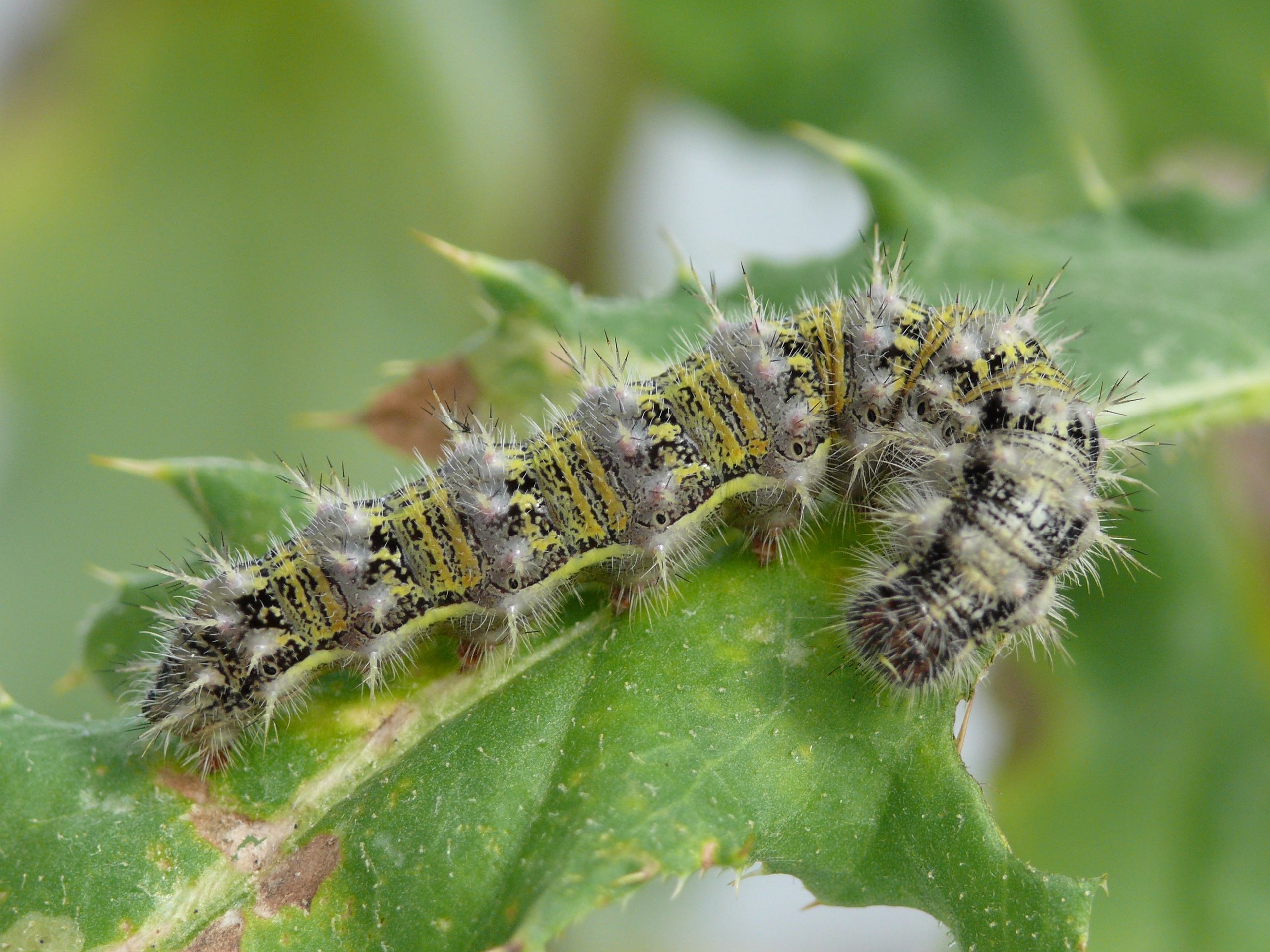 Caterpillar